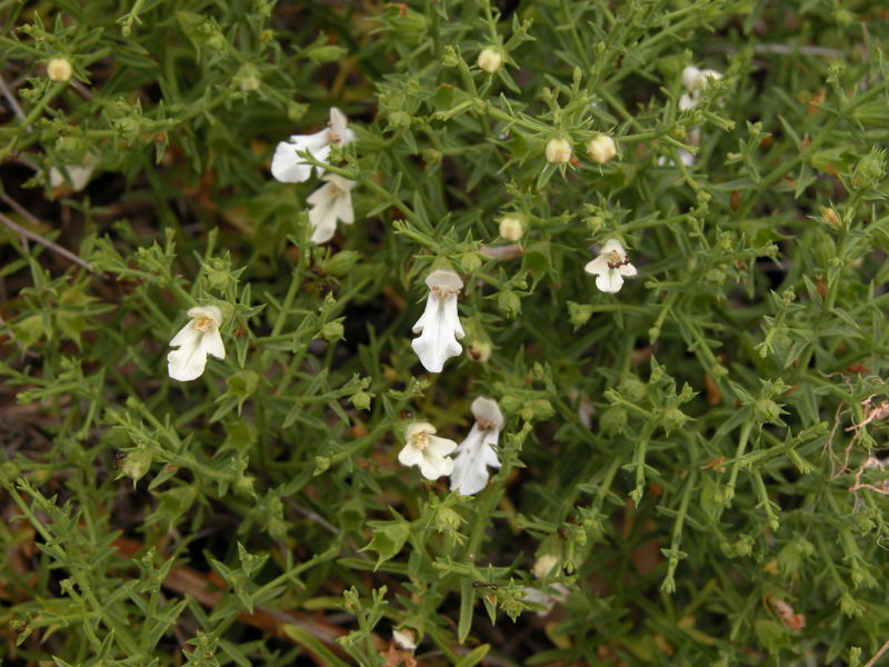 Stachys glutinosa / Betonica fetida